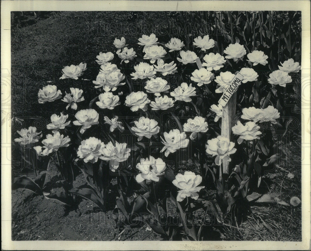 1957 Peony Flower Tulips - Historic Images