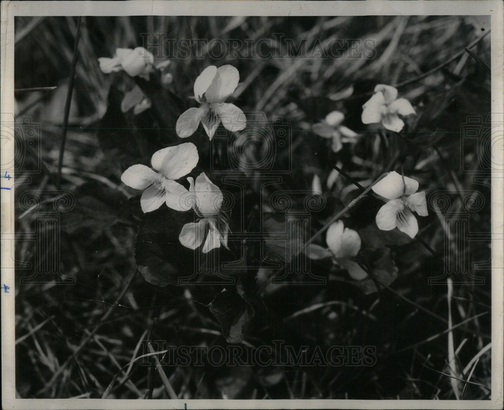 1955 WILD WHITE VIOLETS - Historic Images