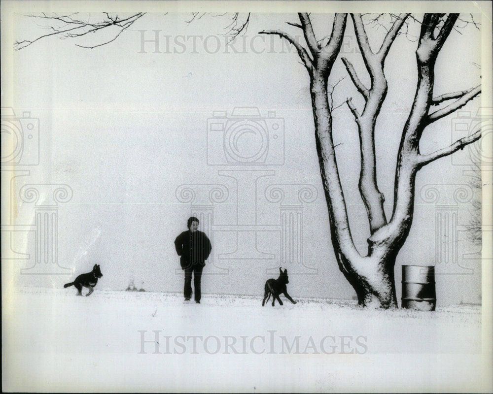 1982 German Shepherd North beach frisky pup - Historic Images