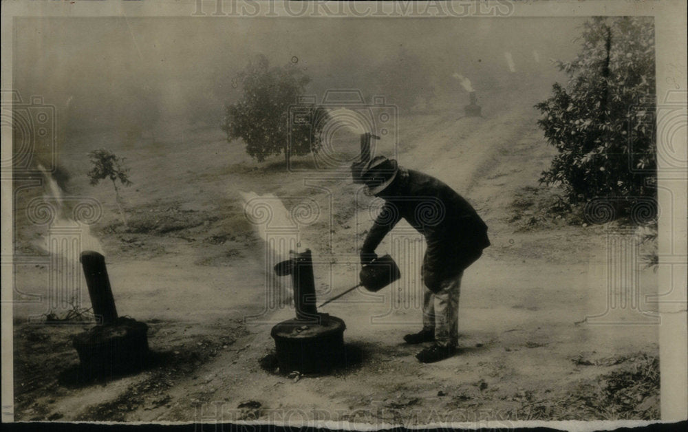 1949 Orange Grower Attempts To Save Trees - Historic Images