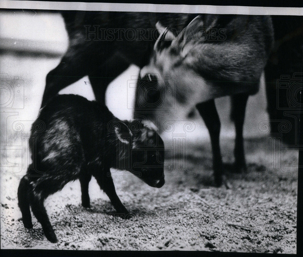 1973 Forest Duiker Family Brookfield Zoo - Historic Images