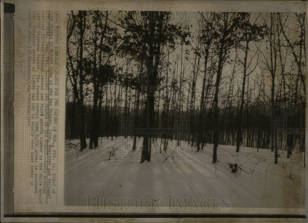 1974 White Breast Stephens Forest Sunlight - Historic Images