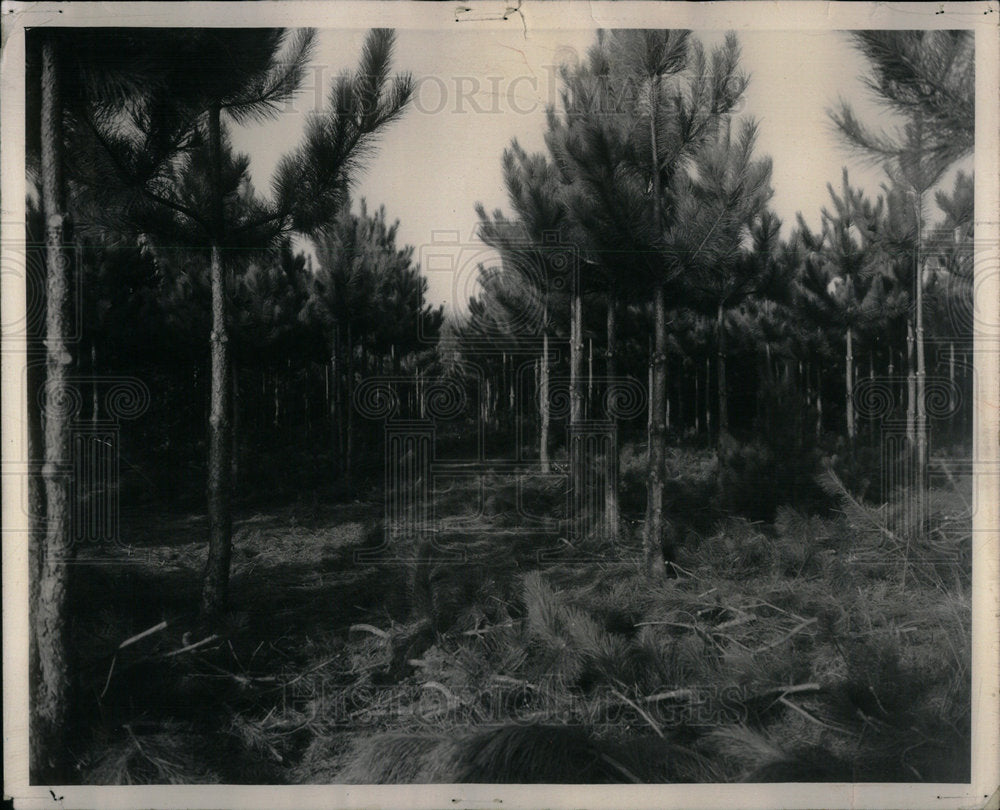 1958 Forest Illinois lumber industry pine - Historic Images