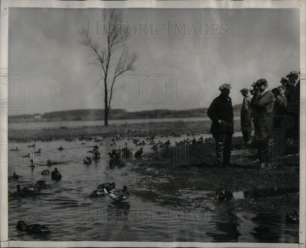 1946 Releasing Ducks Horicon Marsh Preserve - Historic Images