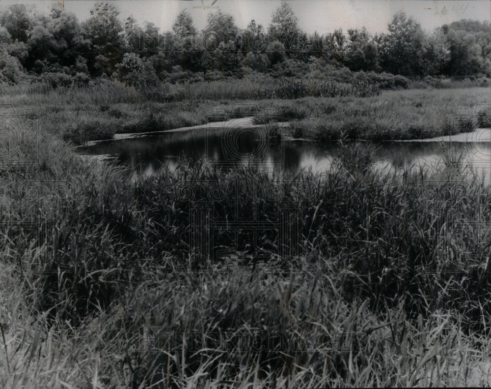 1946 Lush Duck Mashland Chautauqua Refuge - Historic Images