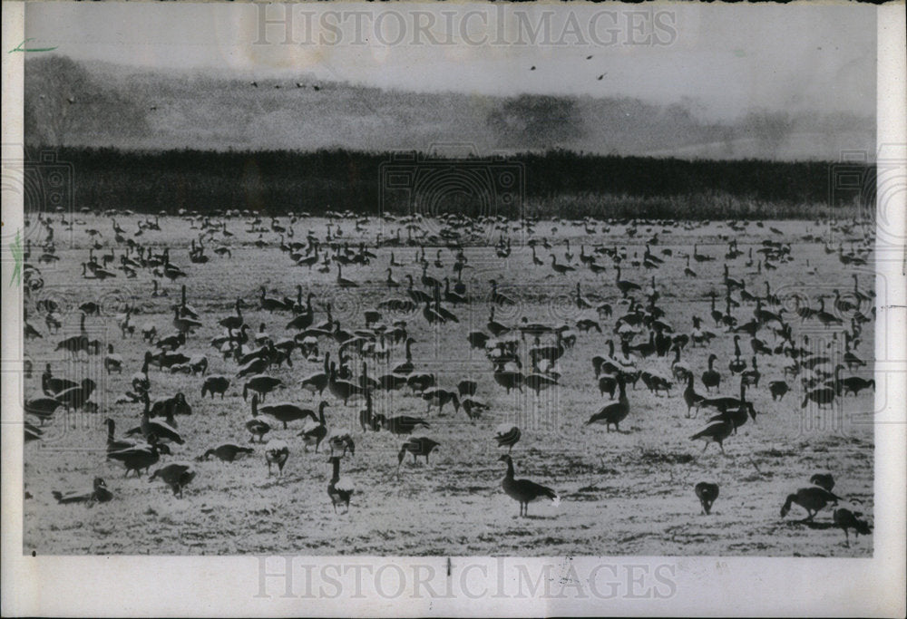 1967 Canadian Geese National Wildlife Park - Historic Images