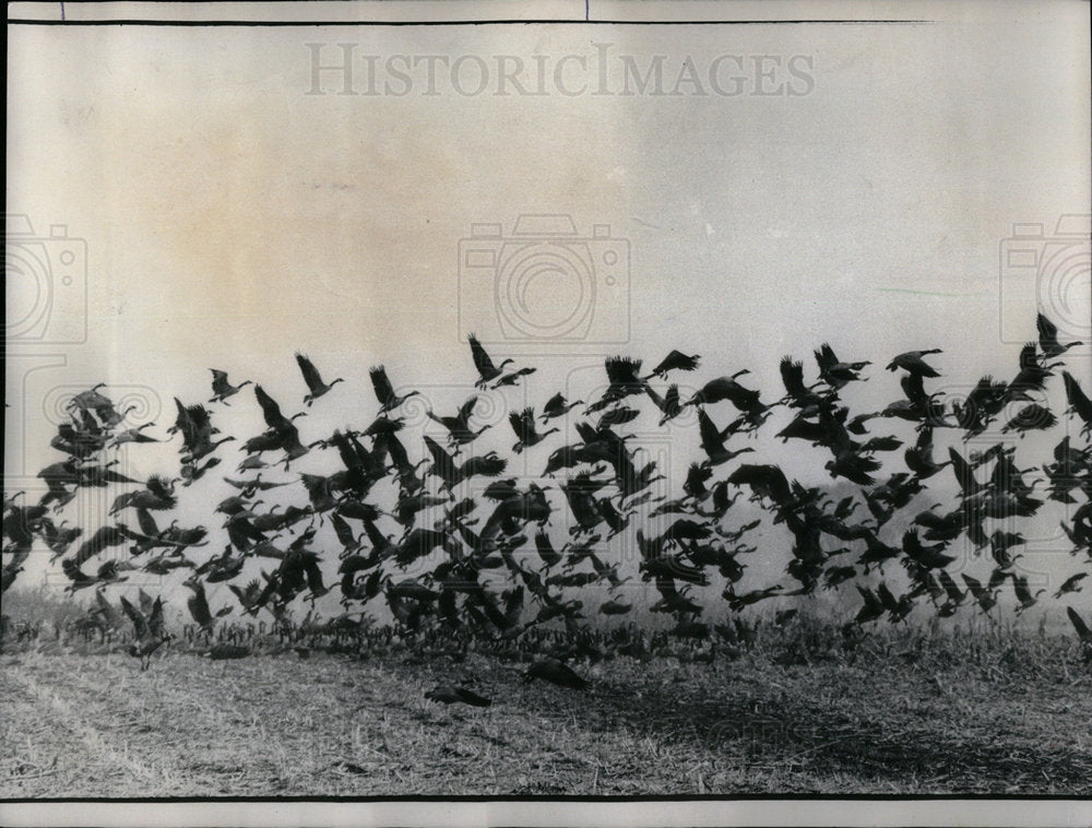 1976 Geese Horicon Wildlife Refuge - Historic Images