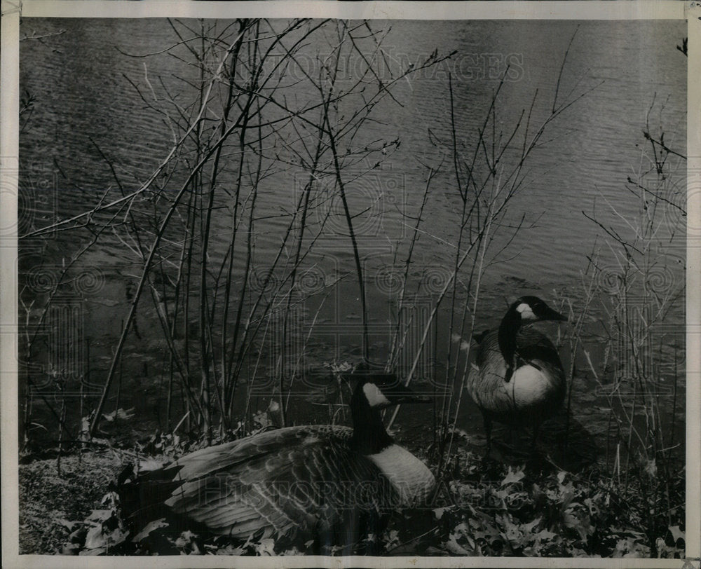 1946 Canadian Geese - Historic Images