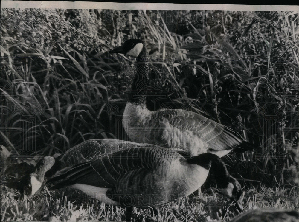 1970 Horicon National Wildlife Refuge-Historic Images