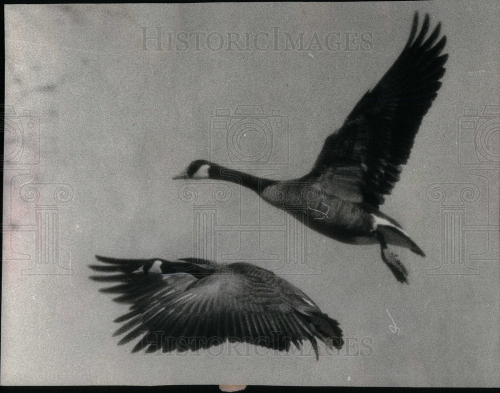 1977 Canadian Geese at Horicon Refuge - Historic Images