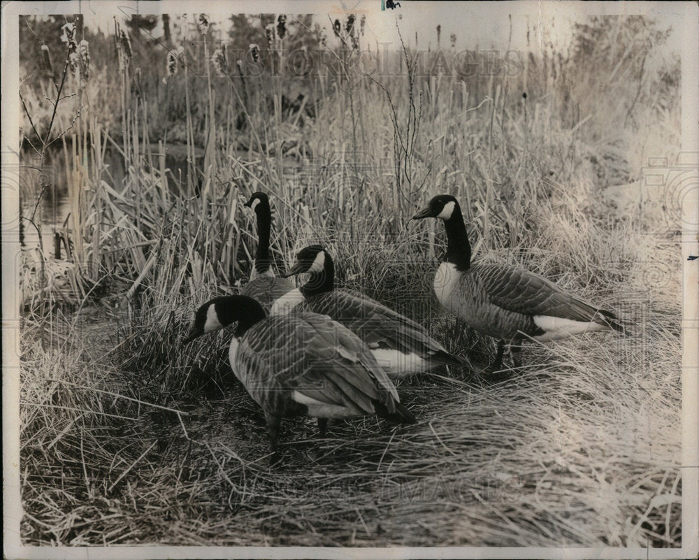 1975 Trip South Marsh Geese Horican - Historic Images