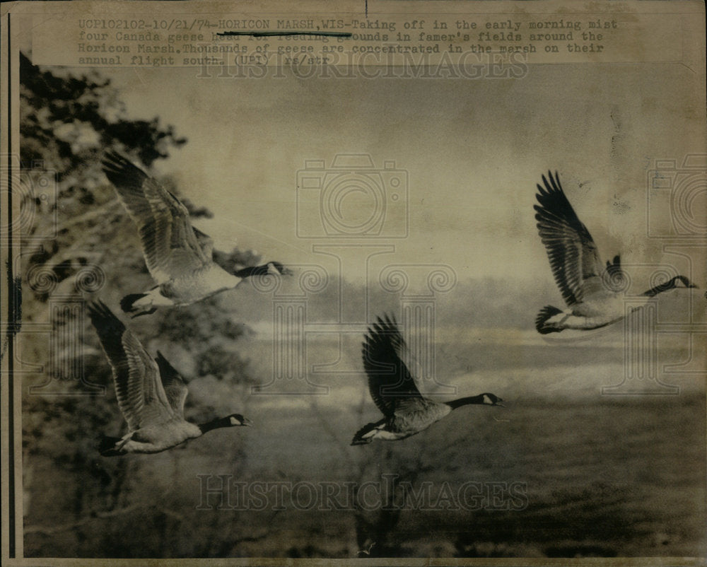 1974 Wildlife Refuge Geese Flying Horicon - Historic Images