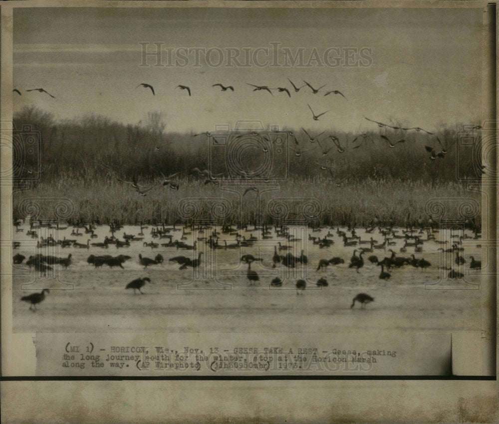 1973 Horicon Marah Wildlife Refuge Birds-Historic Images