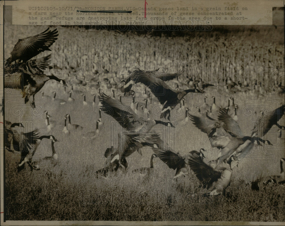 1974 Canada Geese Wildlife Refuge Birds - Historic Images