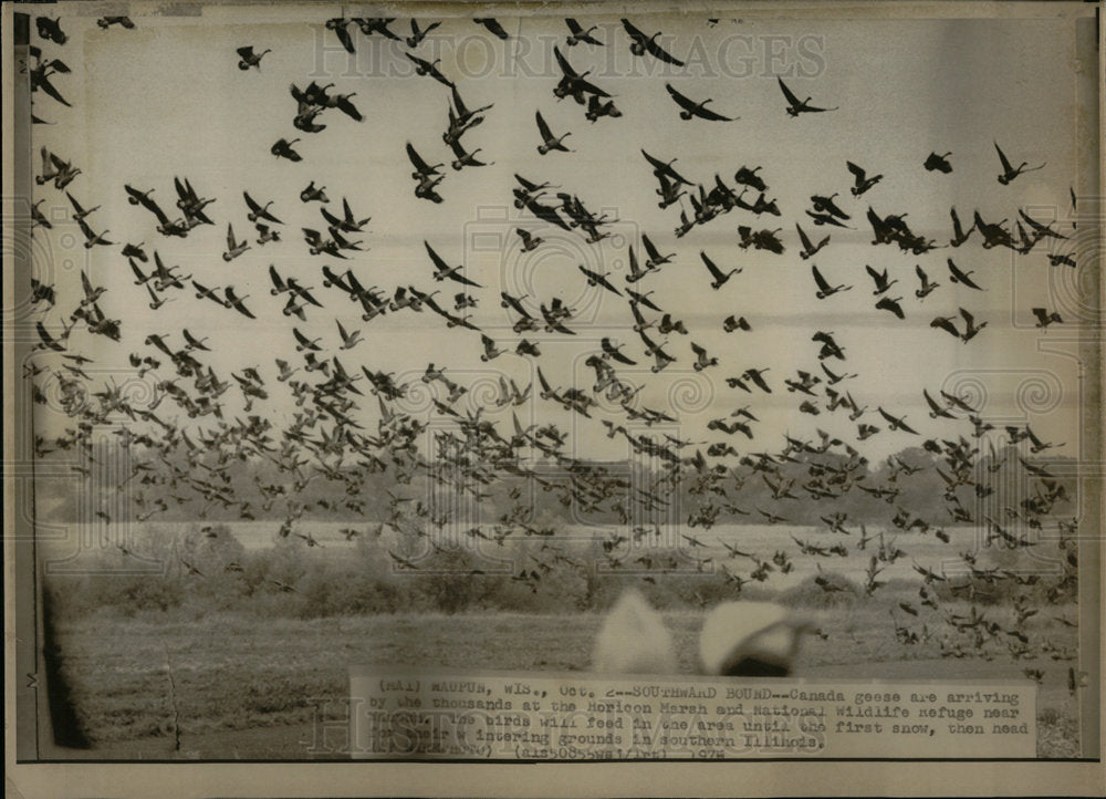 1975 Canada Geese Flying Horicon Marsh - Historic Images