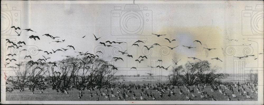 1979 Horicon Marsh Geese Gaggle Flying - Historic Images