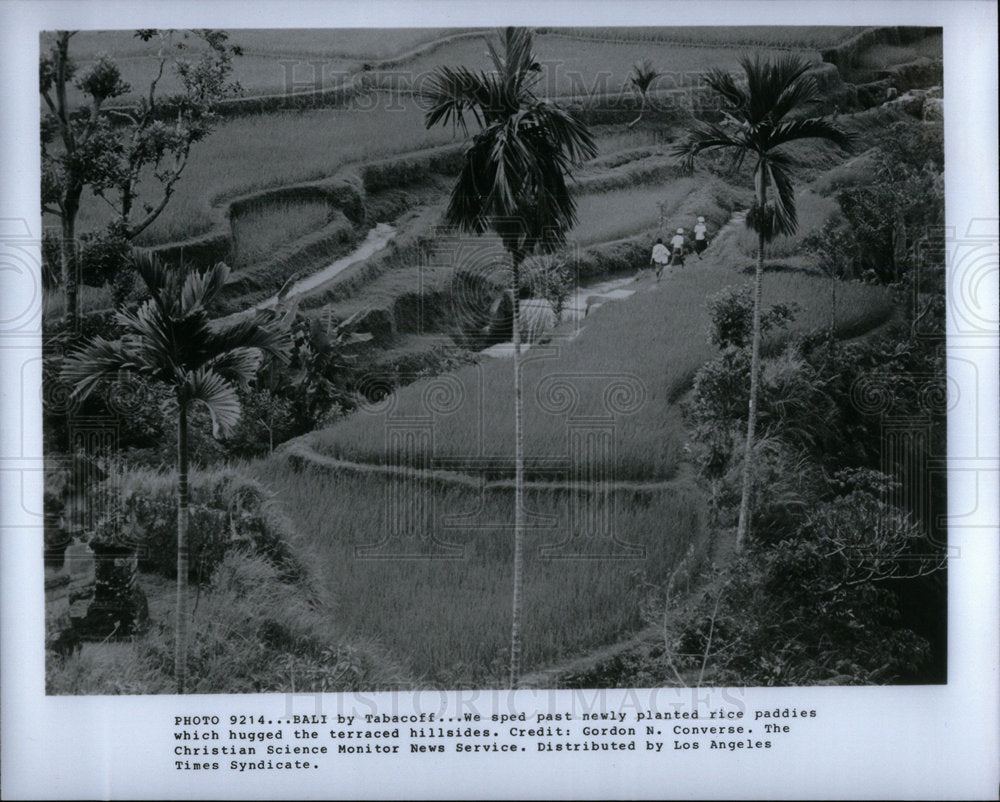 1982 rice paddies hugged terraced hillside - Historic Images