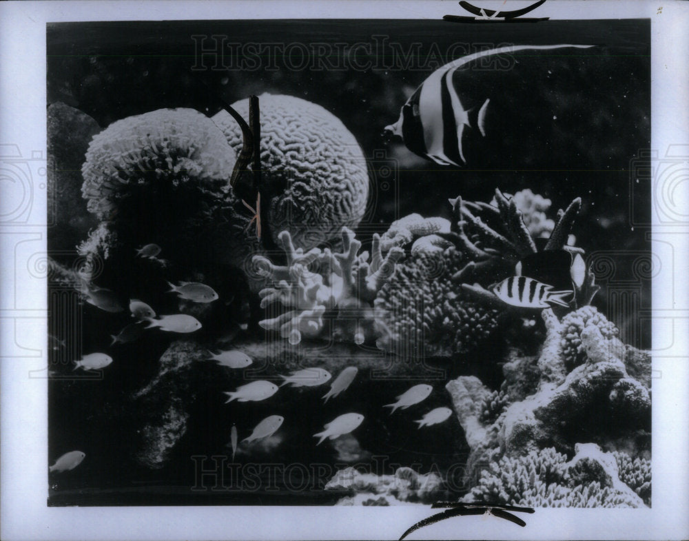 1972 The Great Barrier Reef, Australia - Historic Images