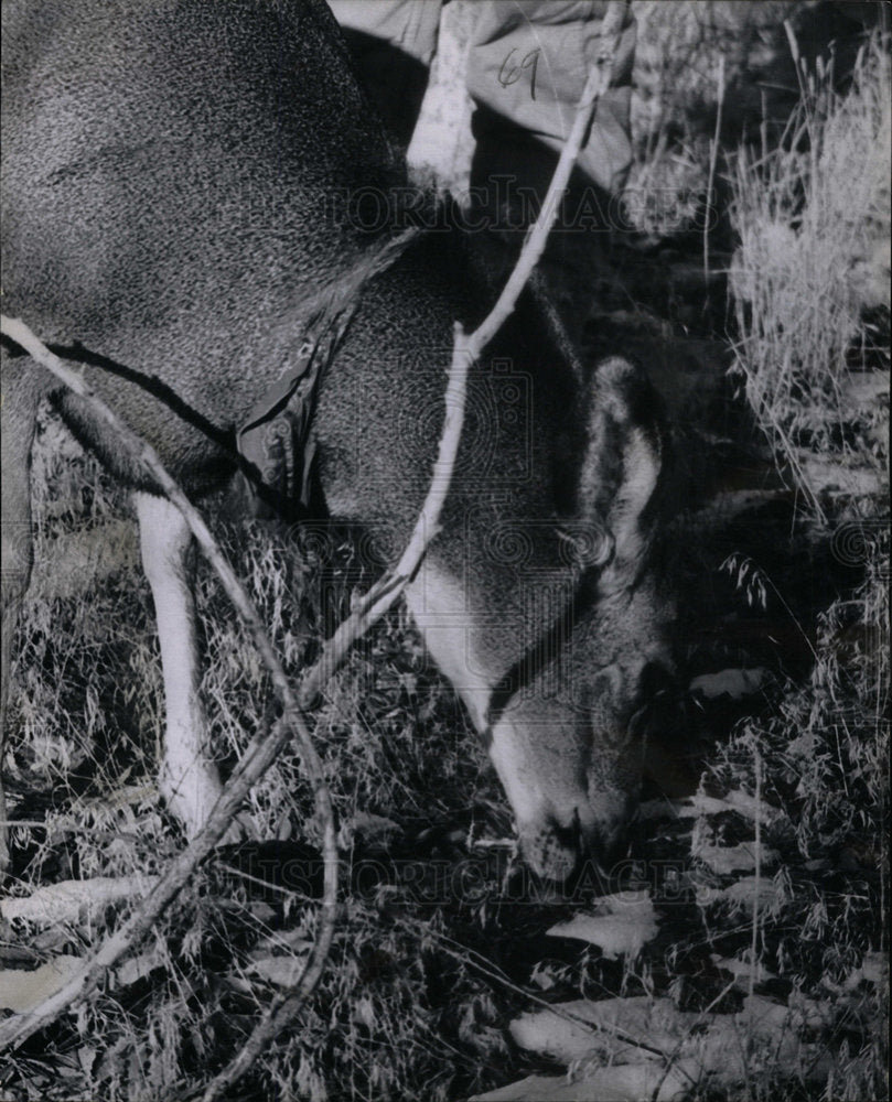 1968 Banjo wandering deer animal grass home - Historic Images