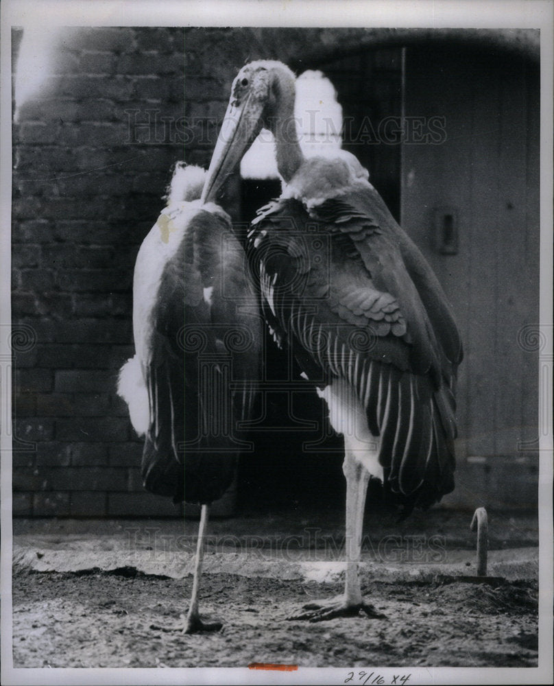 1959 Maribou Storks London Zoo - Historic Images