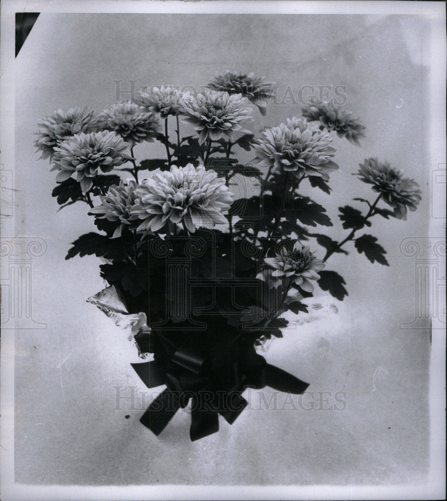 1970 Chrysanthemums/Flowers - Historic Images