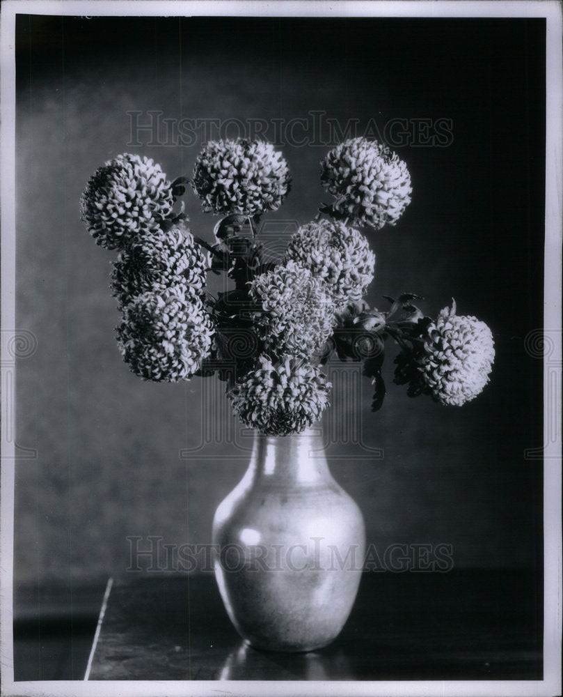 1966 Chrysanthemums/Flowers - Historic Images