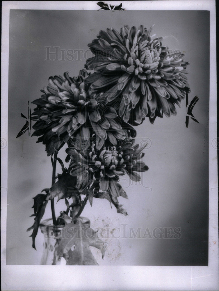 1951 Chrysanthemums Asteraceae Asia Europe - Historic Images