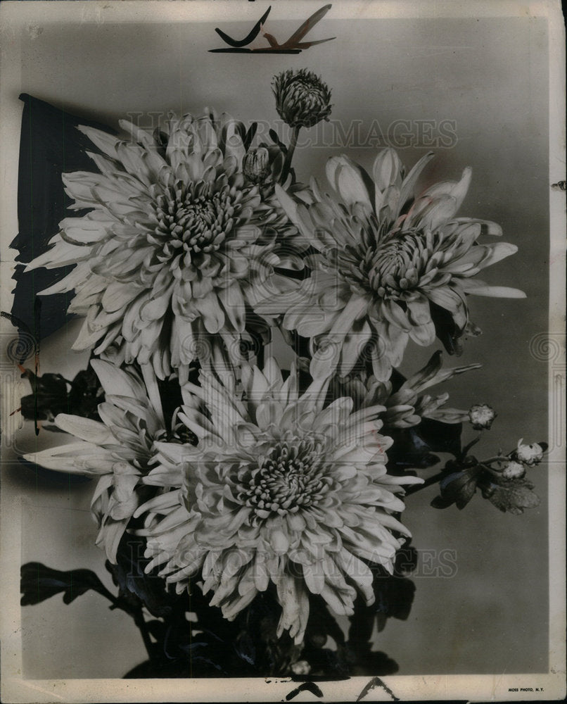 1952 Chrysanthemums/Flowers/Garden - Historic Images