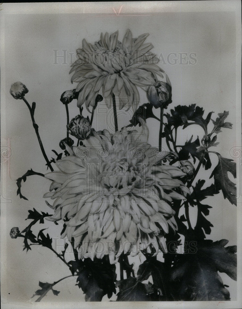 1953 Chrysanthemum - Historic Images