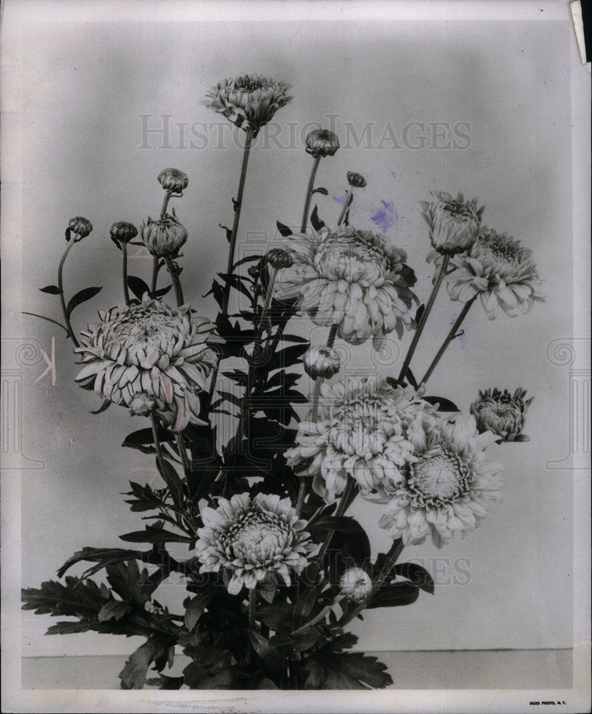 1951 Chrysanthemum Asteraceae Asia Europe - Historic Images