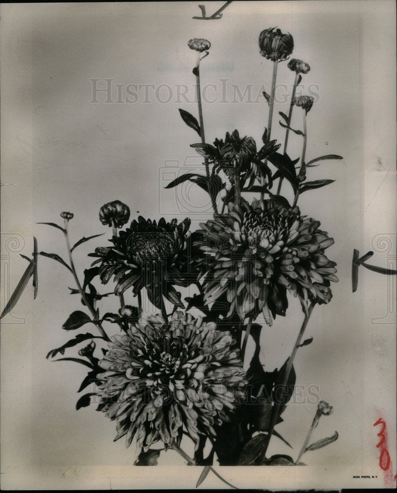 1952 Exotic Flowers - Historic Images