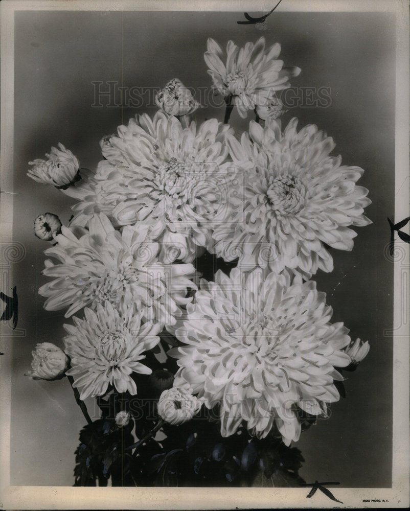 1952 Chrysanthemums/Flowers/Garden - Historic Images