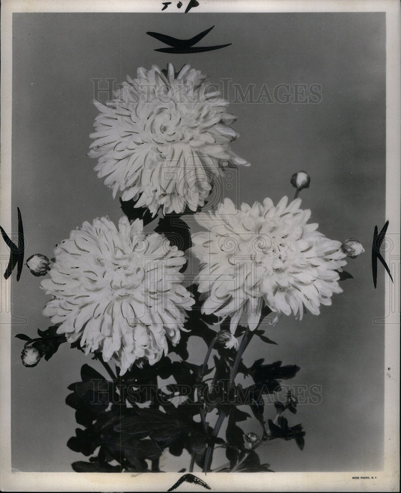 1953 Chrysanthemums Flowering Plant Asia - Historic Images