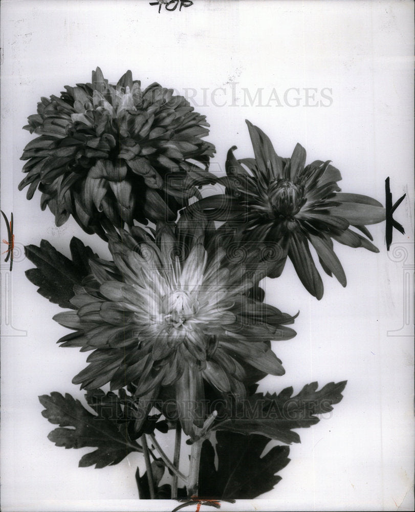 1964 Chrysanthemum Asteraceae Asia Europe - Historic Images