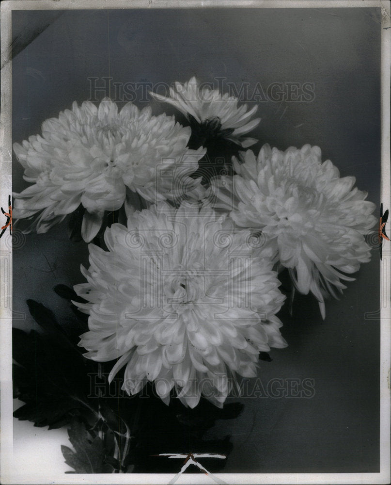 1961 Chrysanthemums Flower Mums Plant - Historic Images