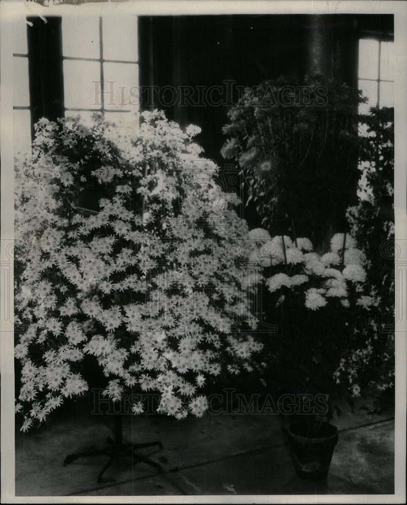 1935 Chrysanthemums Mum Flower Plant - Historic Images