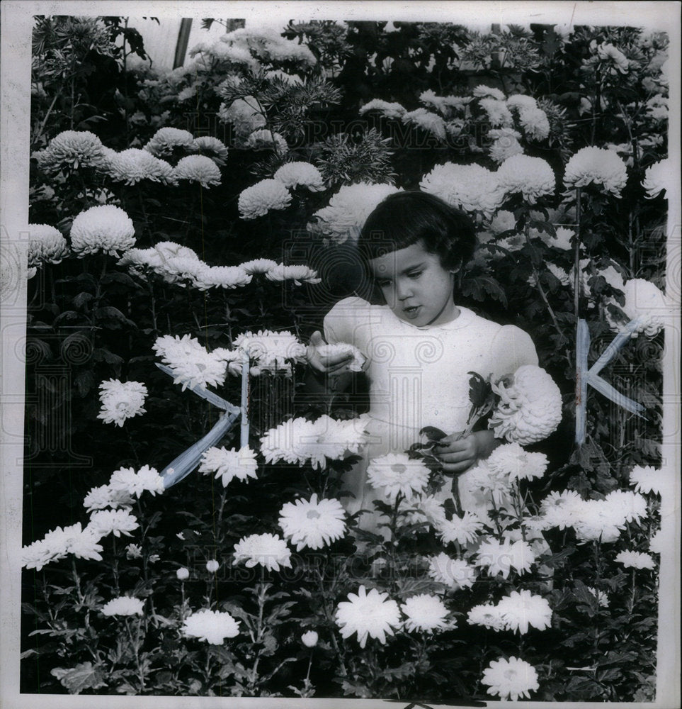 1963 Chrysanthemums/Flowers/Garden - Historic Images