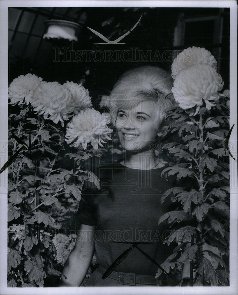 1965 Marcie Ribant Chrysanthemums - Historic Images