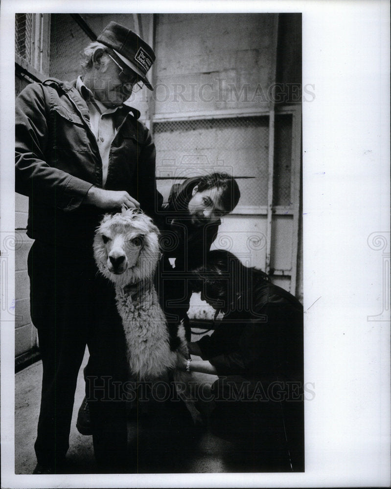 1982 Alpaca   Detroit Zoo - Historic Images