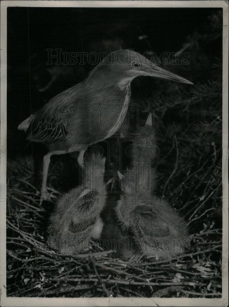 1952 Press Photo Green Heron Young Nest Bird Babies - Historic Images