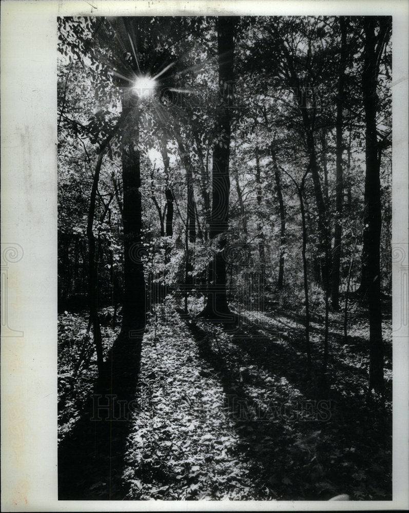 1980 Press Photo Autumn Palsner Park Anderson Picture - Historic Images