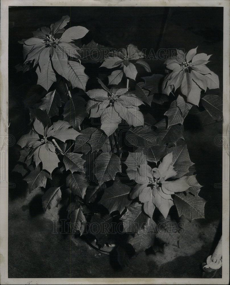 1954 Press Photo Poinsettias plant billeIsle greenhouse - Historic Images