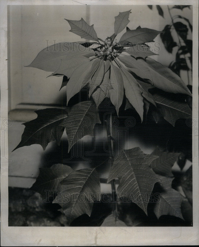 1948 Press Photo Poinsettia Leaves Belle Isle Gardens - Historic Images