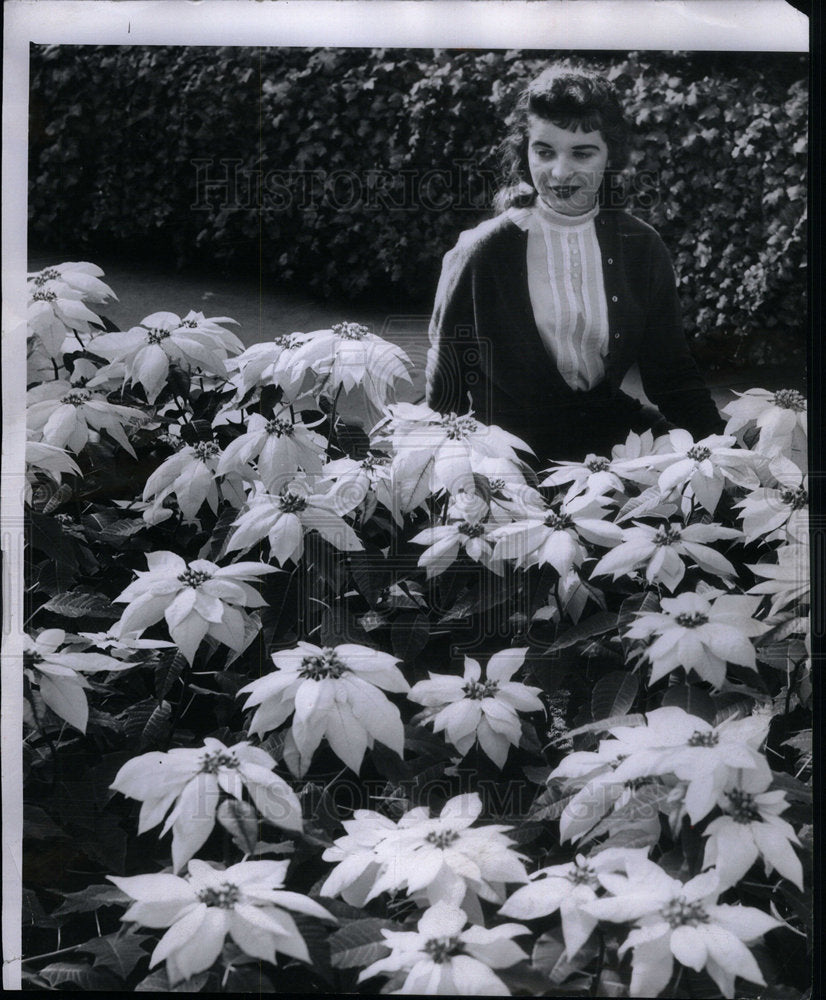 1957 Press Photo Poinsettias - Historic Images