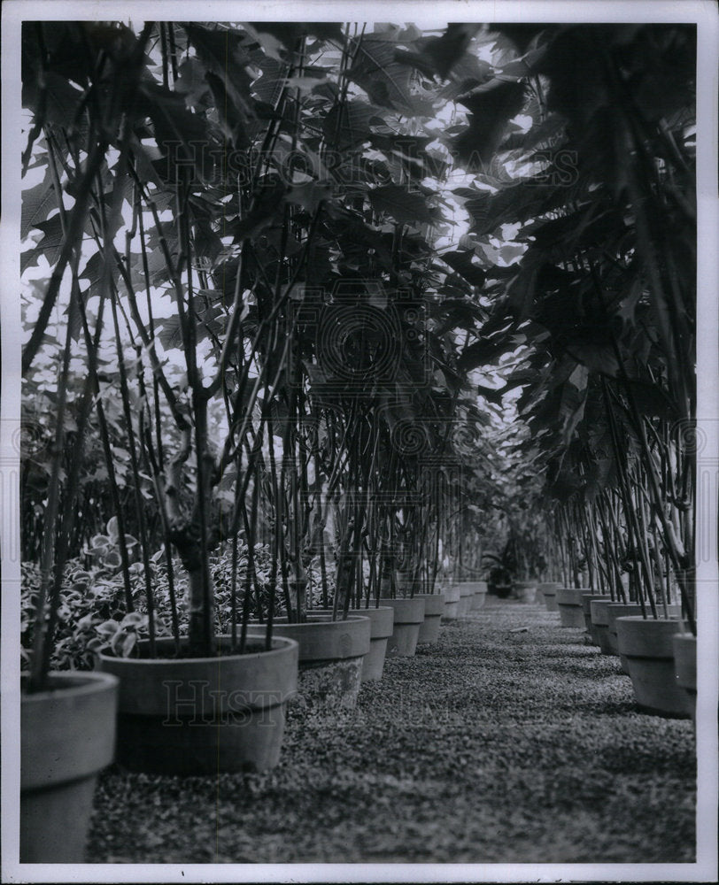 1956 Press Photo Poinsettia Parent Plants Flowering - Historic Images