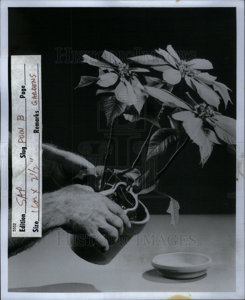 1975 Press Photo Picture shows Poinsettia Dick Sharpe - Historic Images