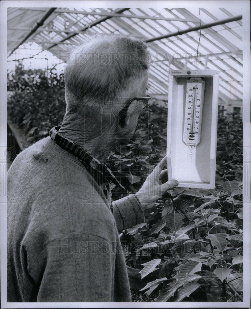 1956 Press Photo Jim Woolsey Poinsettia Greenhouse - Historic Images