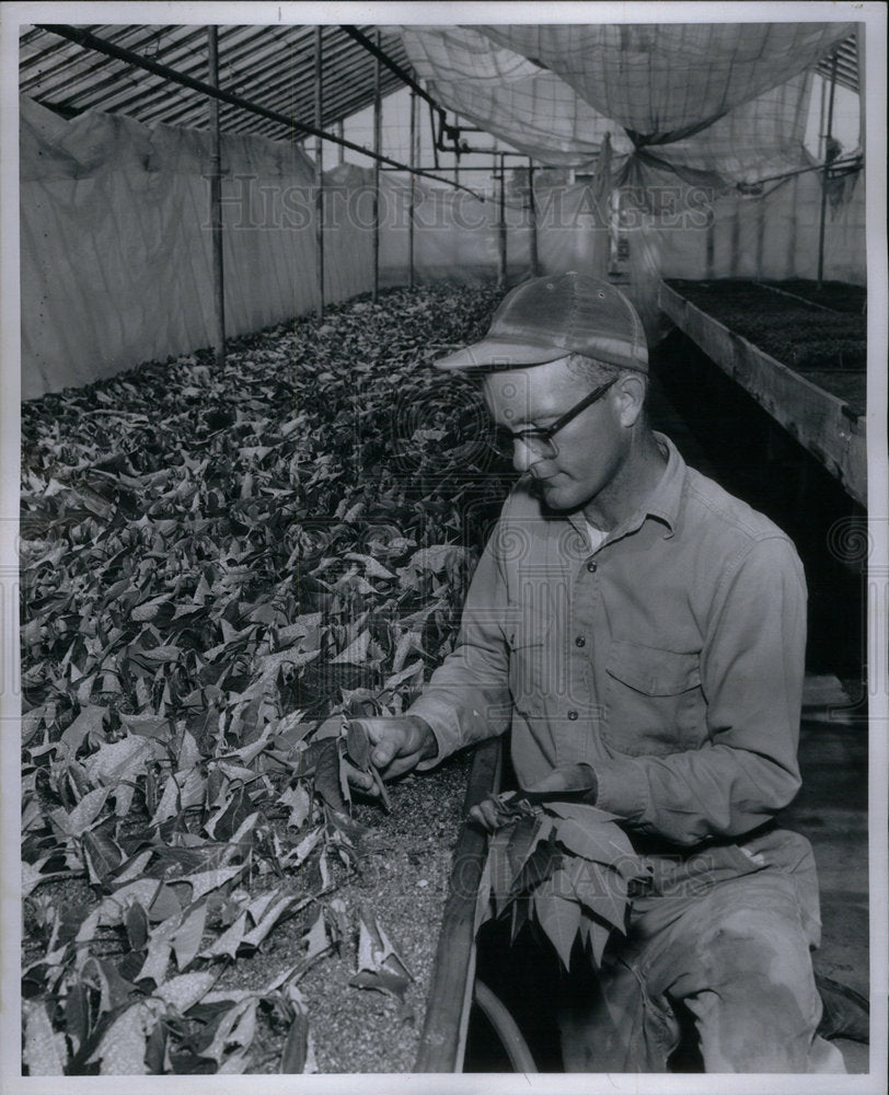 1959 Press Photo Poinsettia Plants Roots Ted Weber Cut - Historic Images