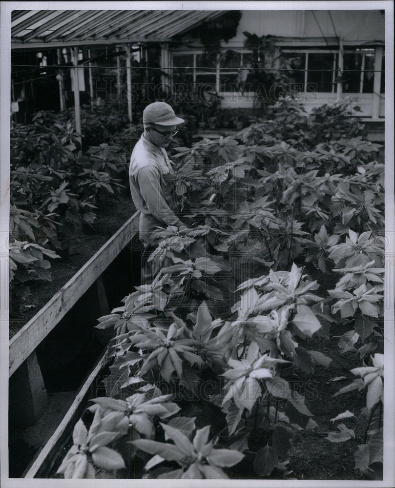 1959 Press Photo Picture Show Poinsettia Wienike Garden - Historic Images