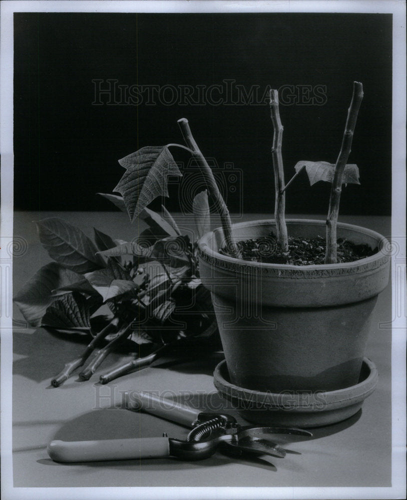 1976 Press Photo Poinsettia Flowering Plant Pruned - Historic Images